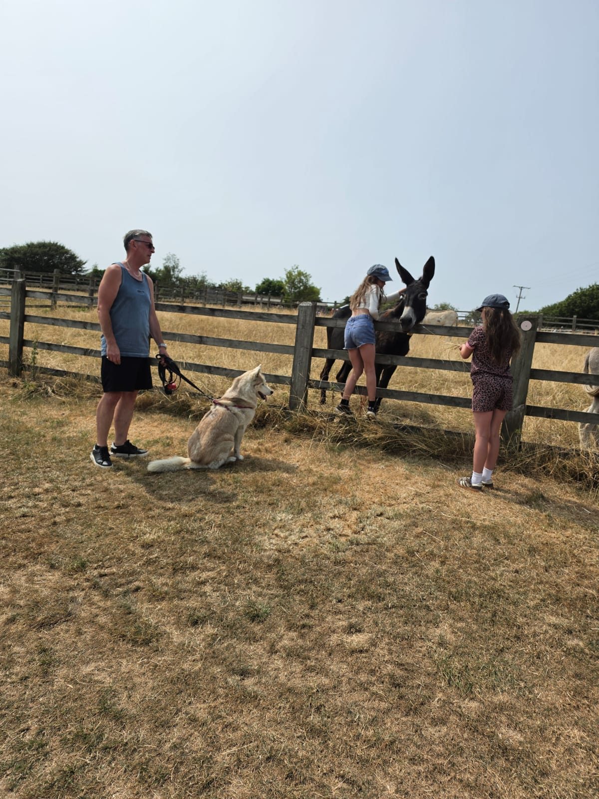Family with husky visiting donkeys at a farm