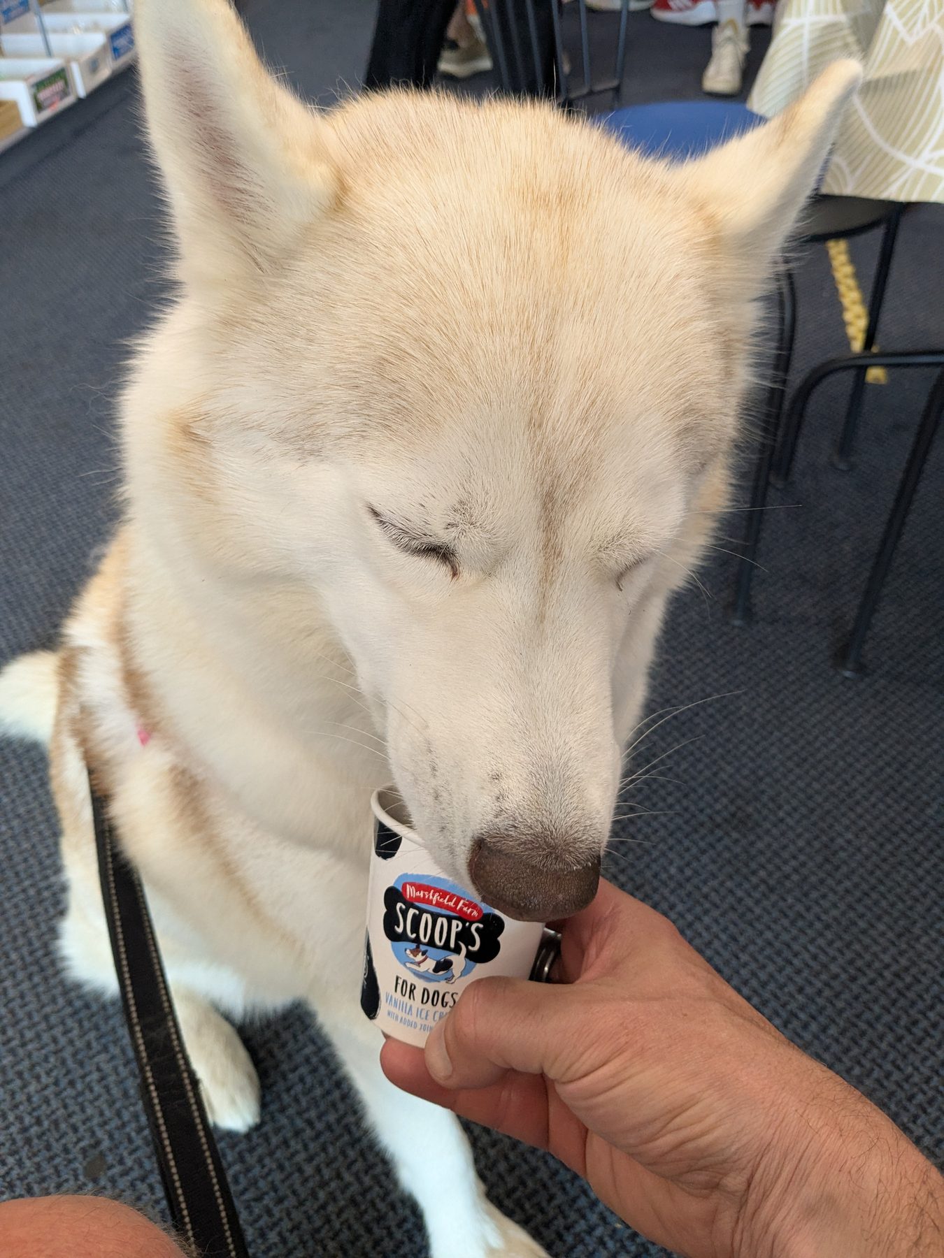 Husky enjoying a dog ice cream