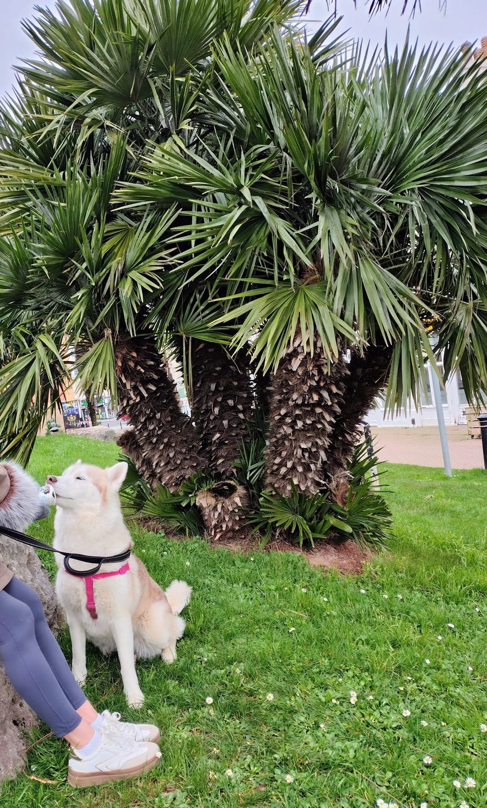 Guest and husky beside a palm tree in a seafront park