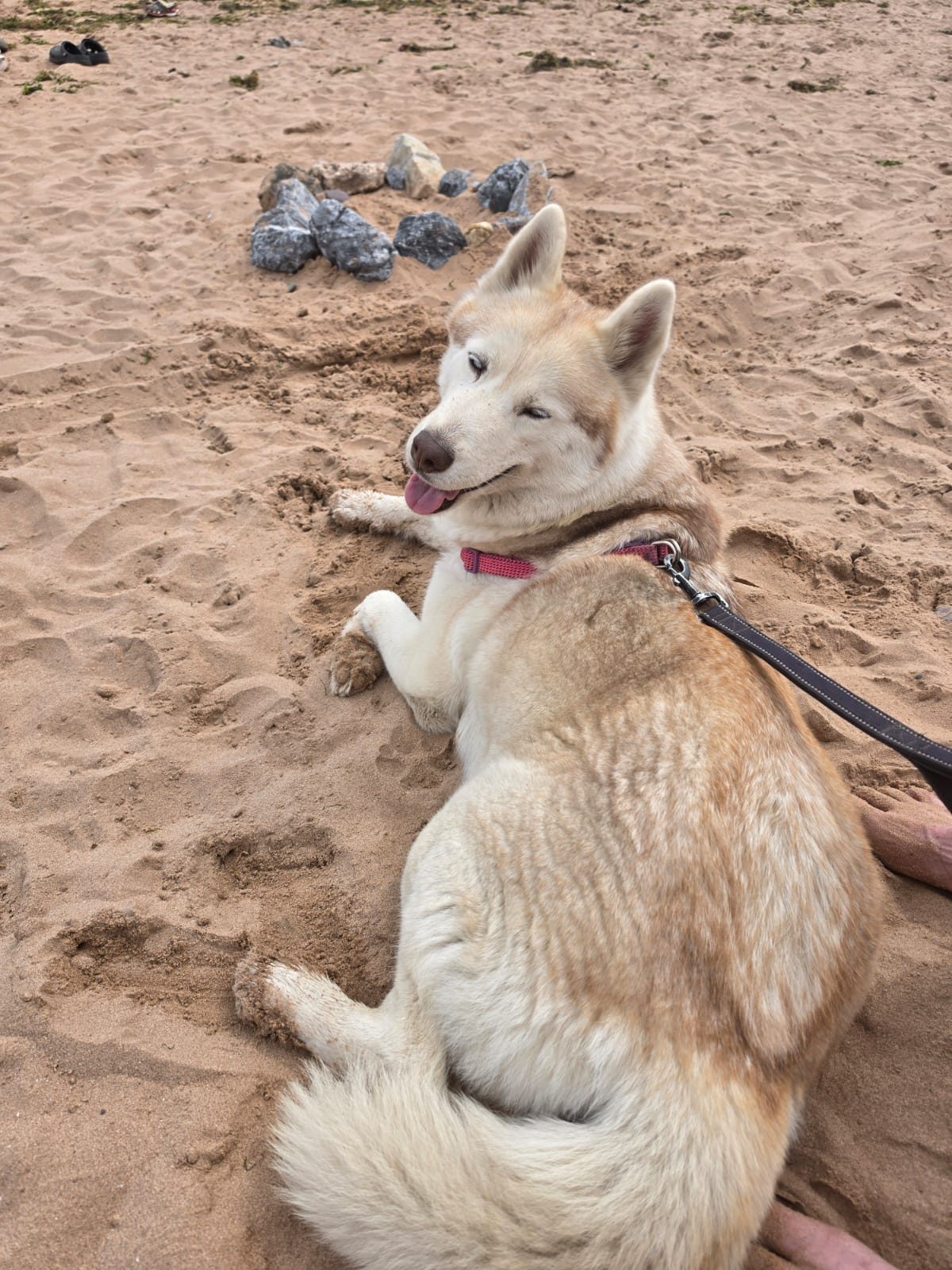 Husky relaxing on the sand