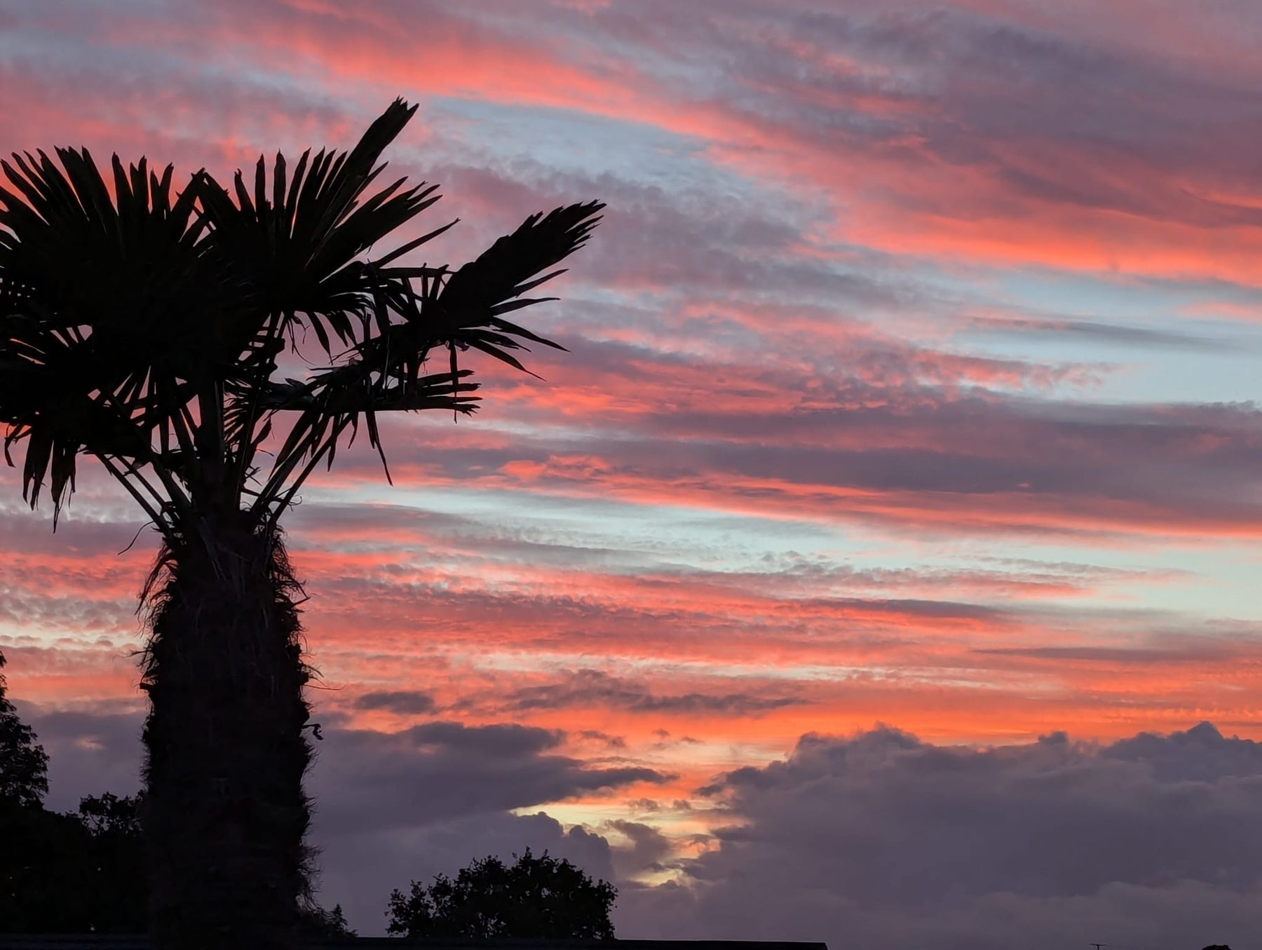 Palm tree silhouetted against a pink sunset sky